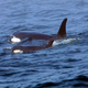 Here is J-50 swimming along with her mother.